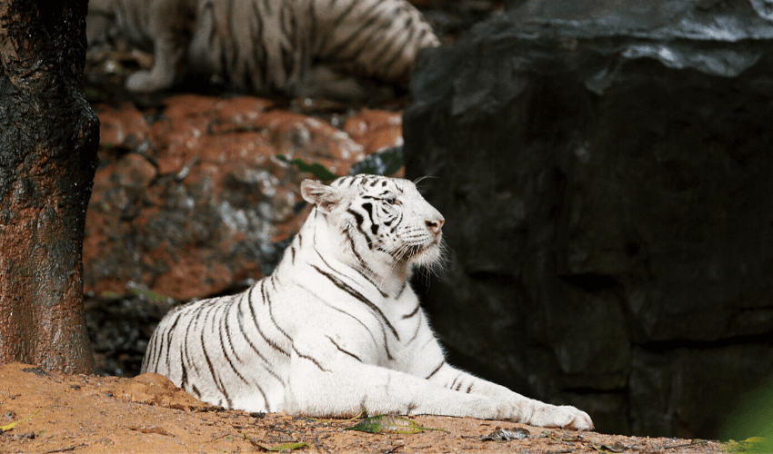 PDF 对环境和可持续性的影响